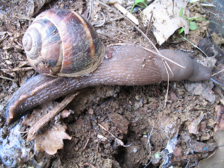 Limax aldrovandi Moquin-Tandon 1855 da Monteveglio (BO)